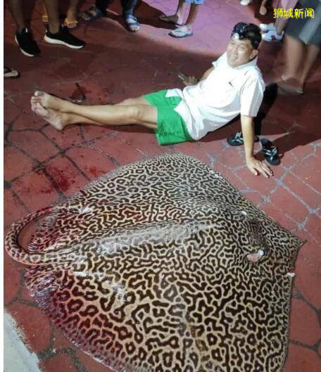 这位新加坡大叔有点皮，钓上80公斤魔鬼鱼坐地当网红