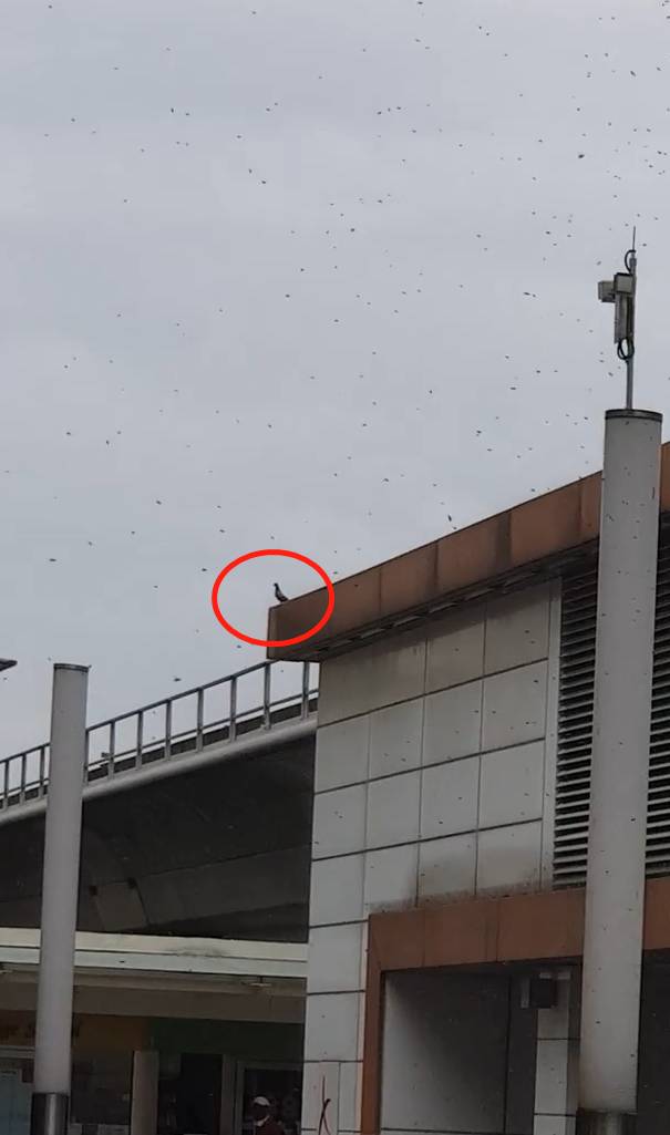 多图慎入...新加坡惊现超大蜜蜂群,漫天乱飞密密麻麻