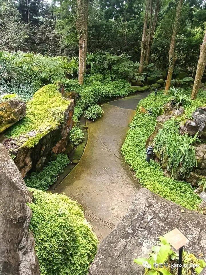 实拍新加坡植物园,居然变成了爱丽丝仙境