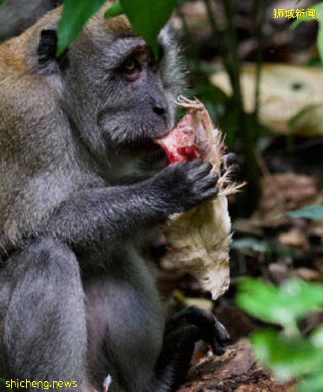 震惊!新加坡猴子生吃活鸡!它们还会偷包、偷手机、偷面包