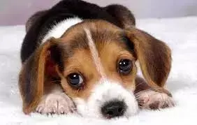 新加坡留学生生活攻略，请查收