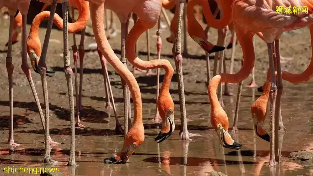 假期攻略 假期想好去哪儿了吗？新加坡四大动物园全攻略安排上