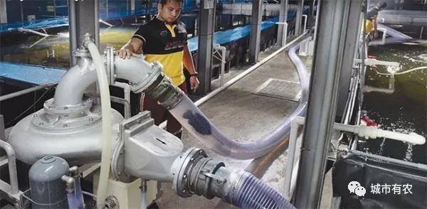 新加坡重視農業科技發展,對中國農業有何啓示