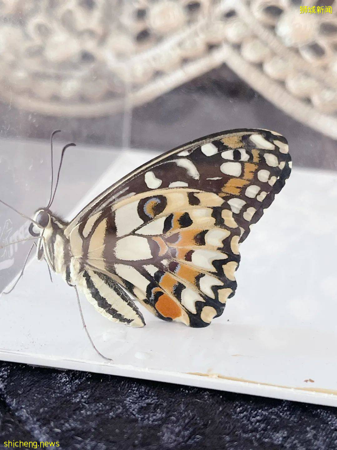 別人家養貓養狗當寵物,我兒子卻喜歡在新加坡養毛毛蟲