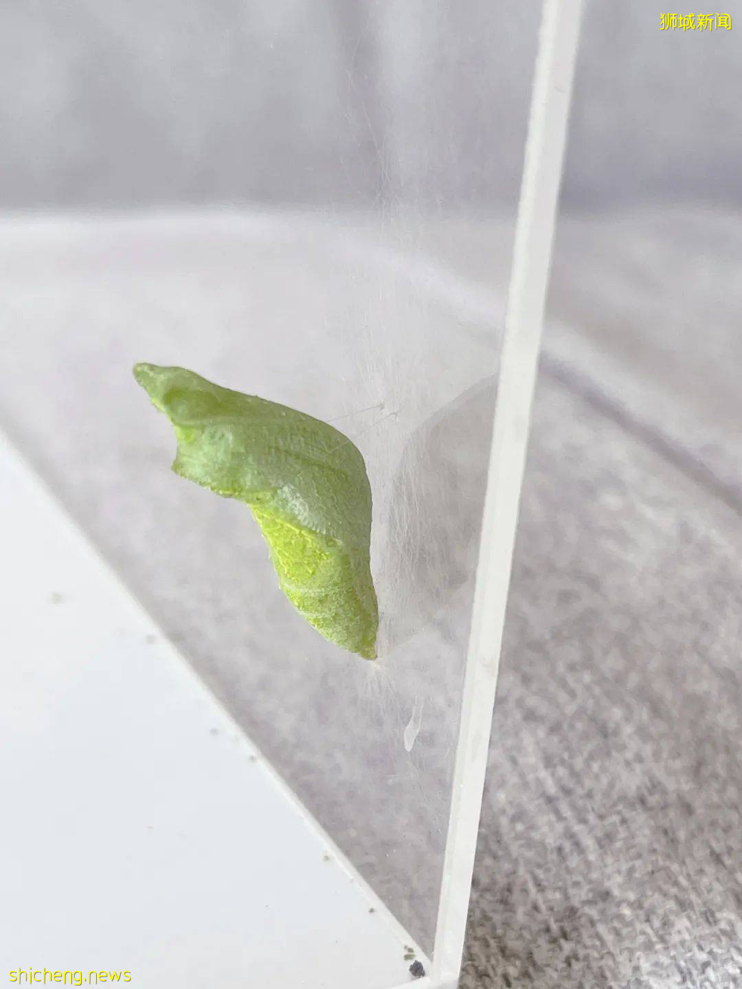 別人家養貓養狗當寵物,我兒子卻喜歡在新加坡養毛毛蟲