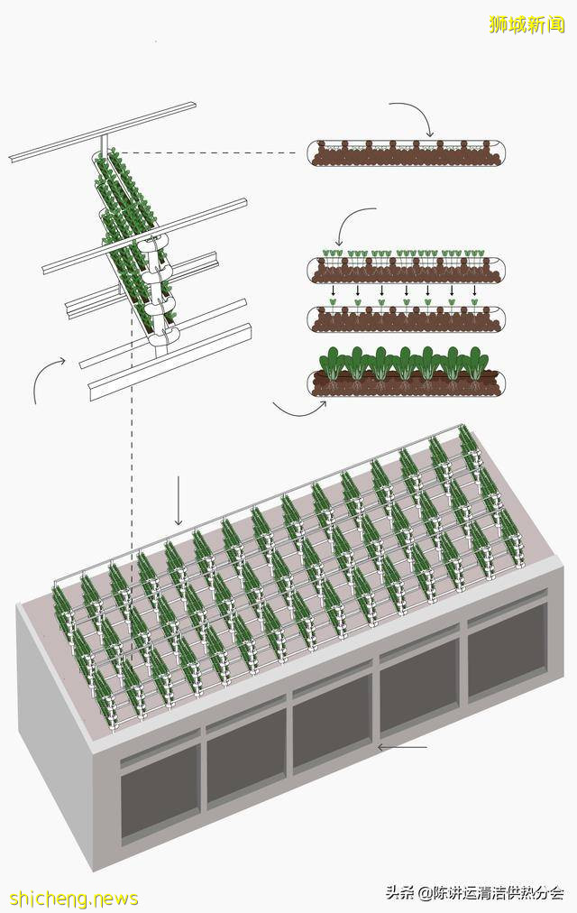 新加坡城市农场改善粮食安全的 3 种方式