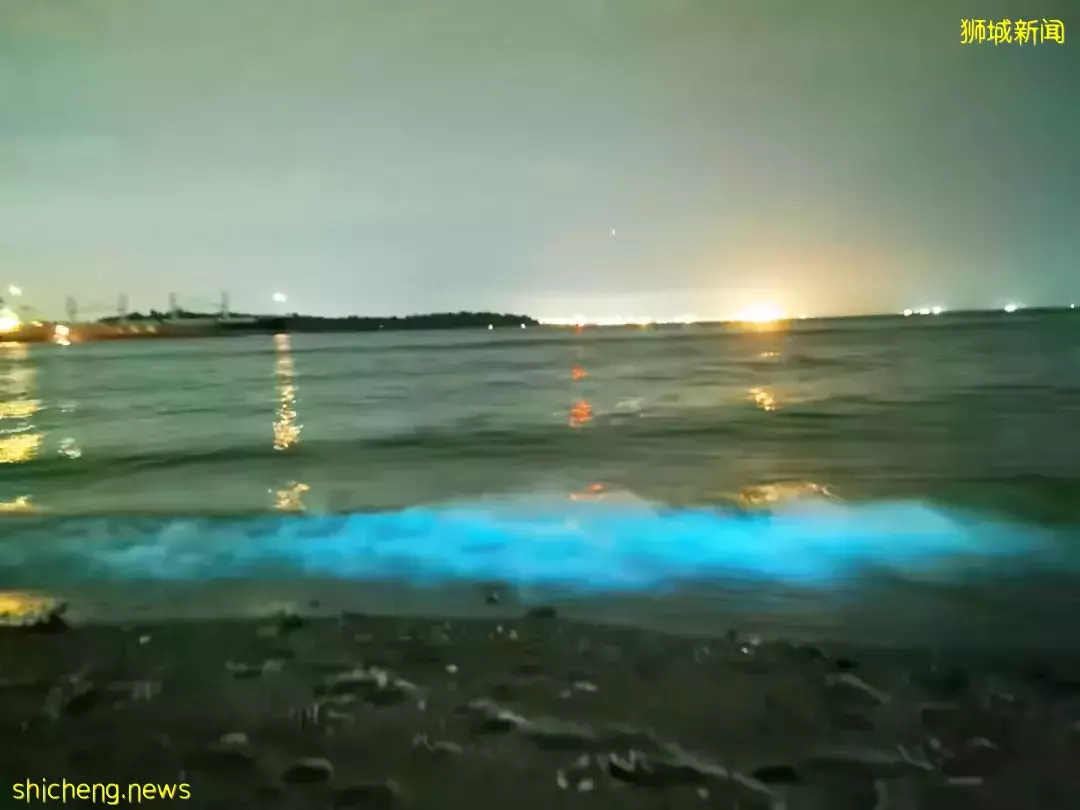 新加坡現“藍色螢光”海浪!這裏擠滿了人,沿路交通擁堵
