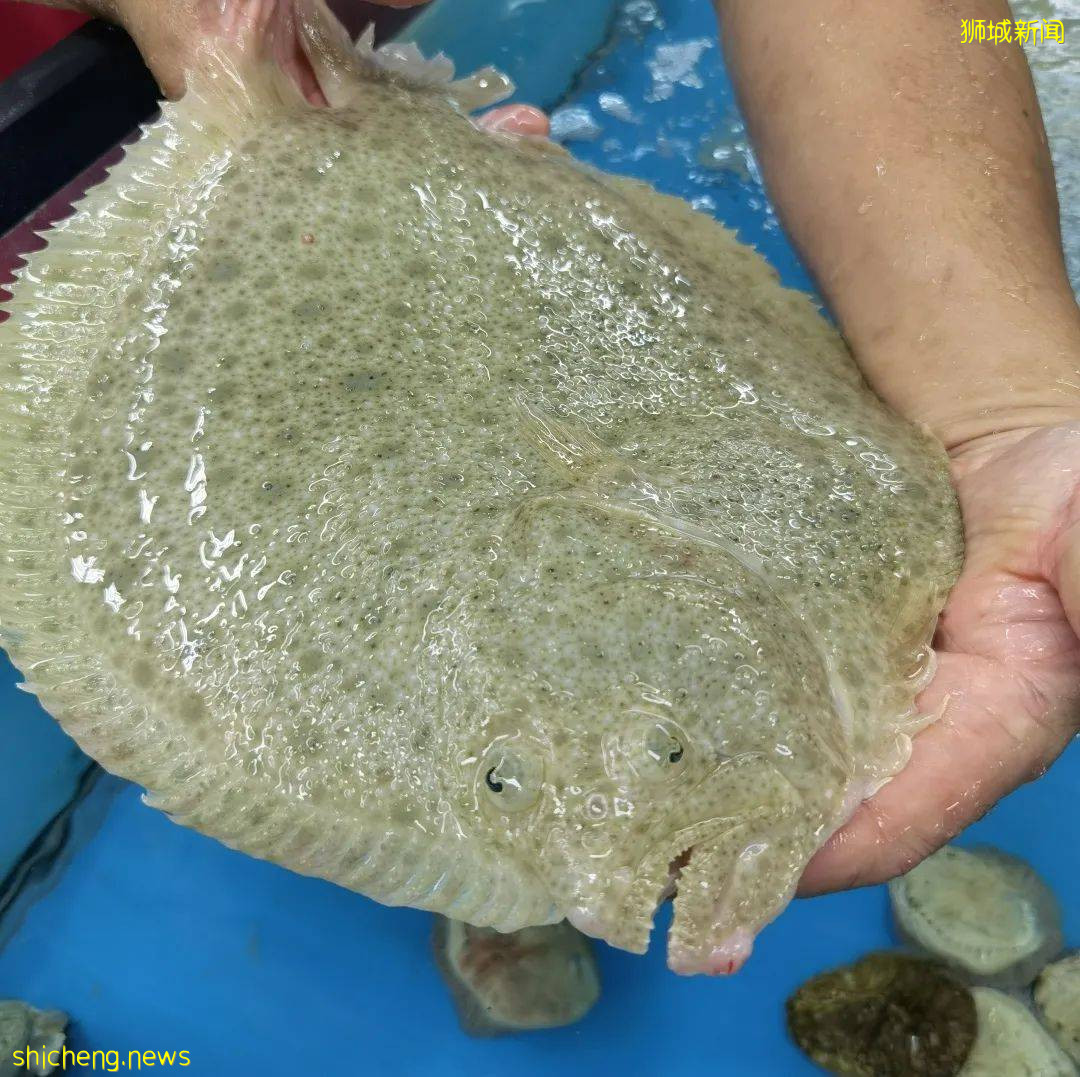 新加坡再次解封後，這家中國超市火了！80多種海鮮$2起！小龍蝦辣條包點東北大米扛回家