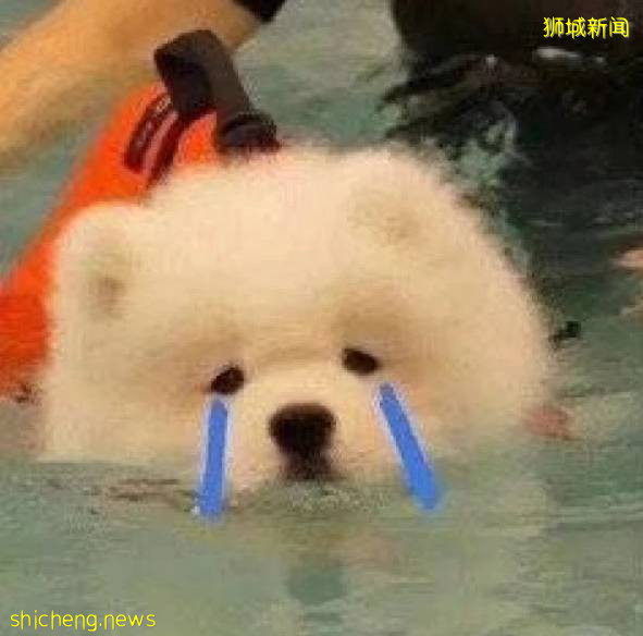 在新加坡存钱一年,利息连肉骨茶都吃不起