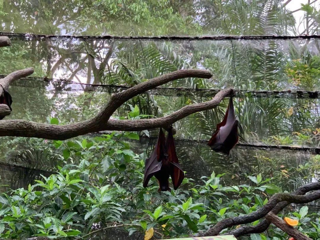 行走獅城——新加坡動物園