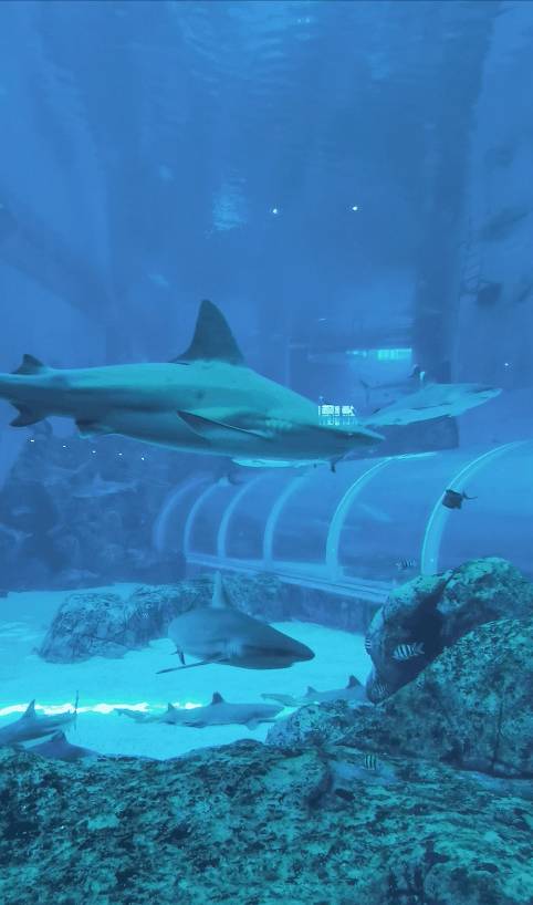 過年必玩!海洋館尋金元寶,環球影城12生肖小黃人激萌拜年