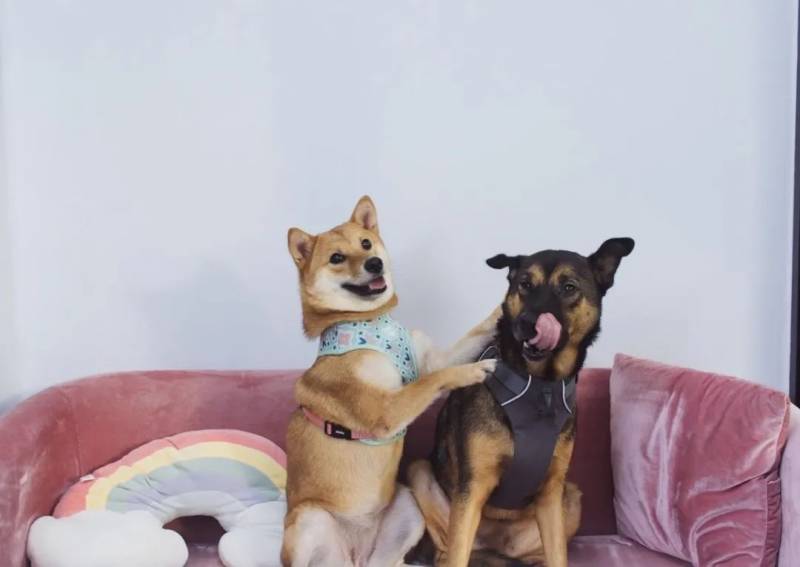 新加坡狗咖合集，快來被治愈吧