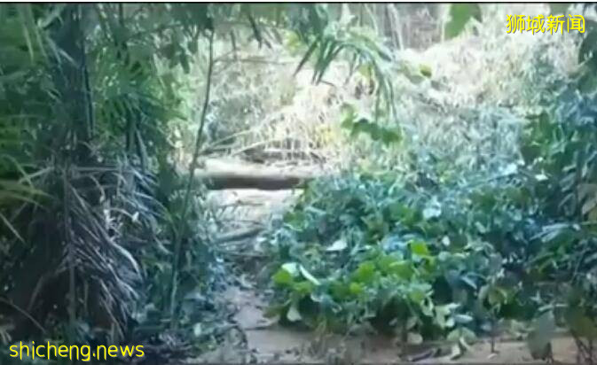 太嚇人了！新加坡被大雨淋到山體滑坡，20年來屬首次