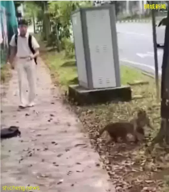 新加坡男孩與“大聖”談判討回書包,網友笑尿:念段緊箍咒吧