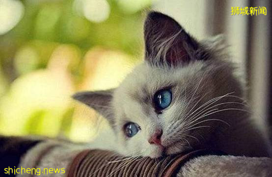 不知道這些,千萬別在新加坡養動物!