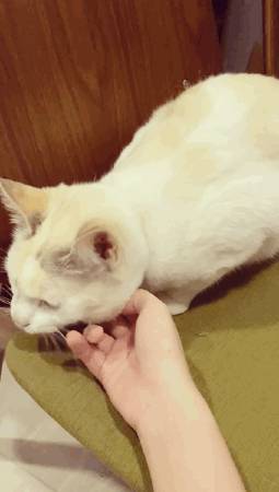 猫咪找到新主人啦，感谢好心人士领养