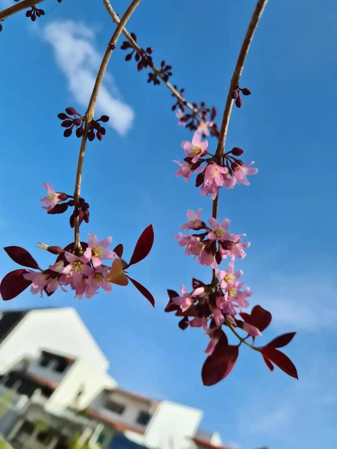 国家公园局发布高清美图!坡岛的春天终于来了!新加坡版樱花你见过没