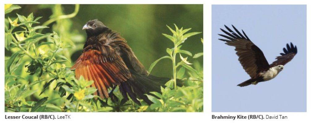 Kranji附近一片原始森林突然被清空開發！本地自然愛好者們表示十分震驚，可惜了