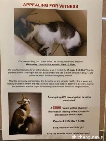 疑遭喂毒奶死亡 悬赏1500找杀猫人