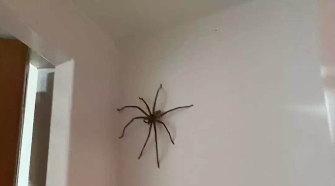比手掌还大的蜘蛛！新加坡邻里惊现超大猎人蛛
