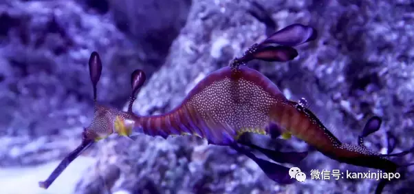 新加坡春节不出门，到这儿就是“出国”啦