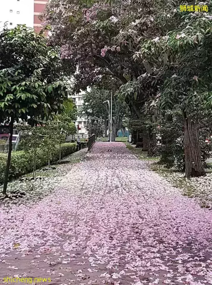新加坡全島各地現“新加坡櫻花”景象！多種櫻花讓你一飽眼福