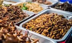 在新加坡很快将吃到昆虫制作的高蛋白食品？大家敢尝试么