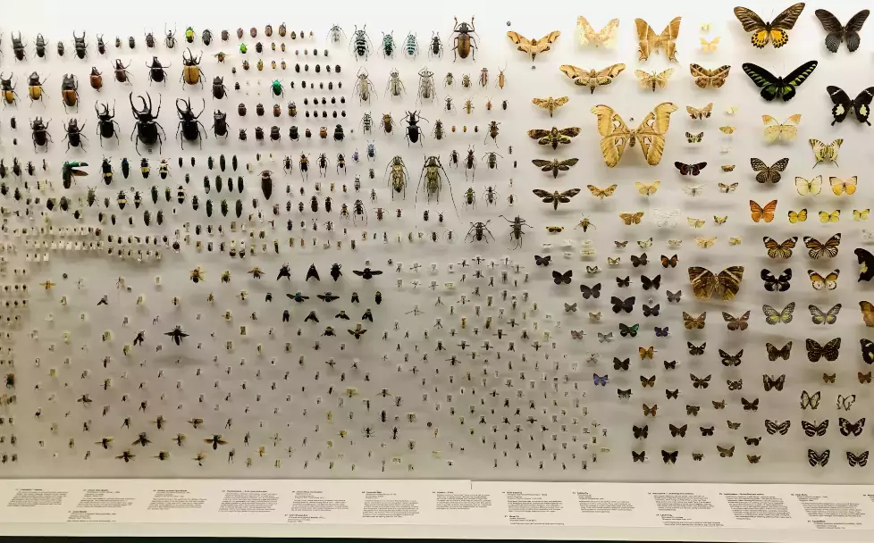 你見過熱戀中的水獺嗎