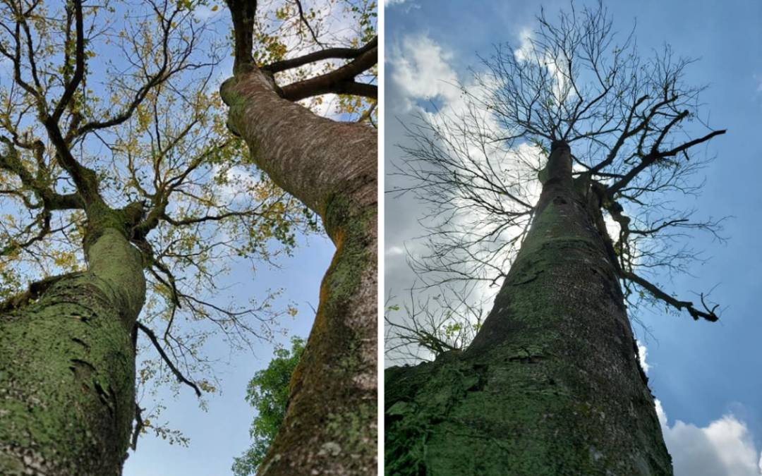 新加坡網民眼中全島最美的打卡樹哪裏找？一起來看看