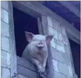 新加坡现“天价口罩”，商家也是“迫不得已”