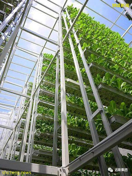 新加坡没有袁隆平,如何解决粮食安全问题