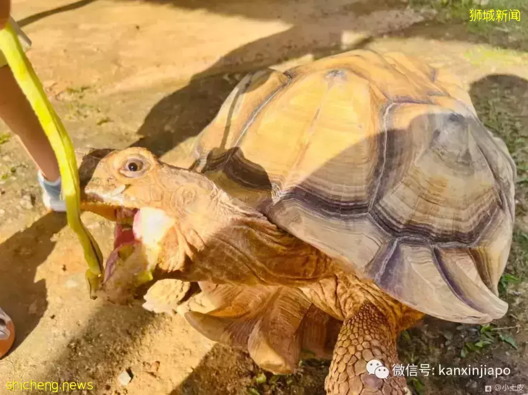 【下周活动】$30无限量自助牛排，限量星巴克樱花杯，热带也能打雪仗
