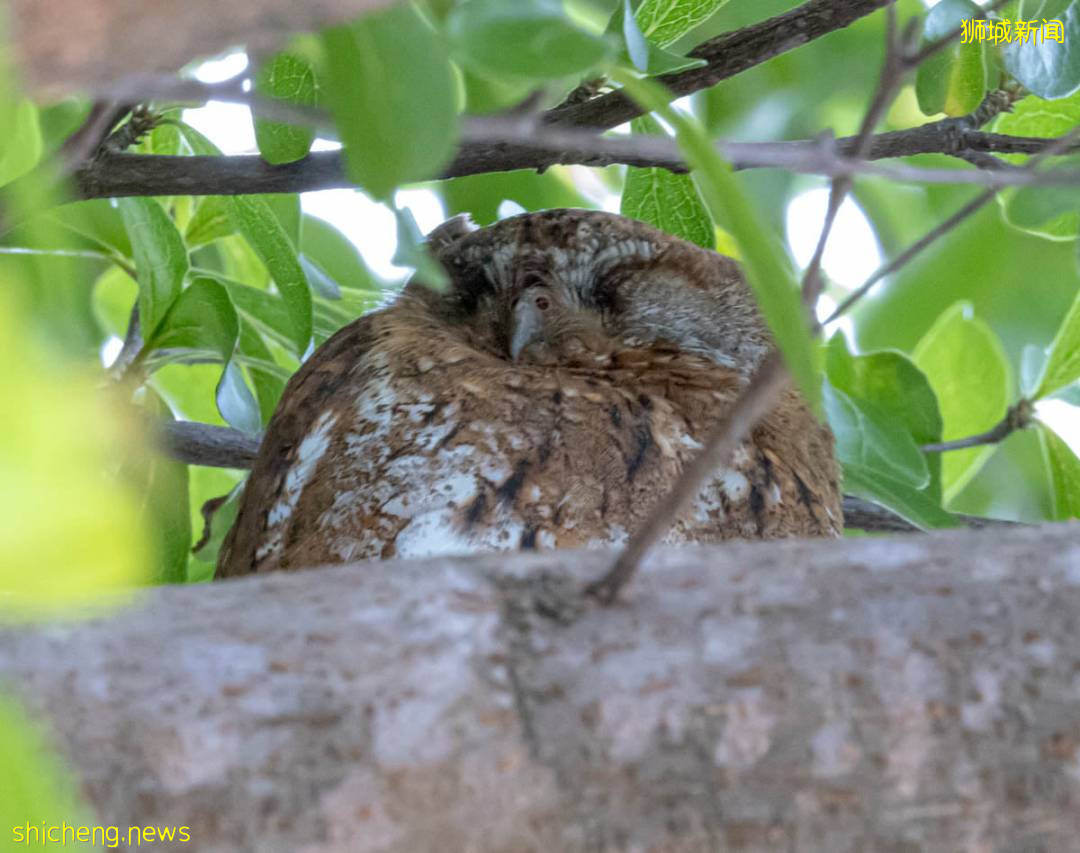 罕见!偶遇新加坡版的小鹿斑比,捡到睡着的猫头鹰