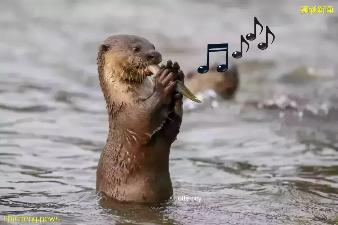 在新加坡，你見過熱戀中的水獺嗎
