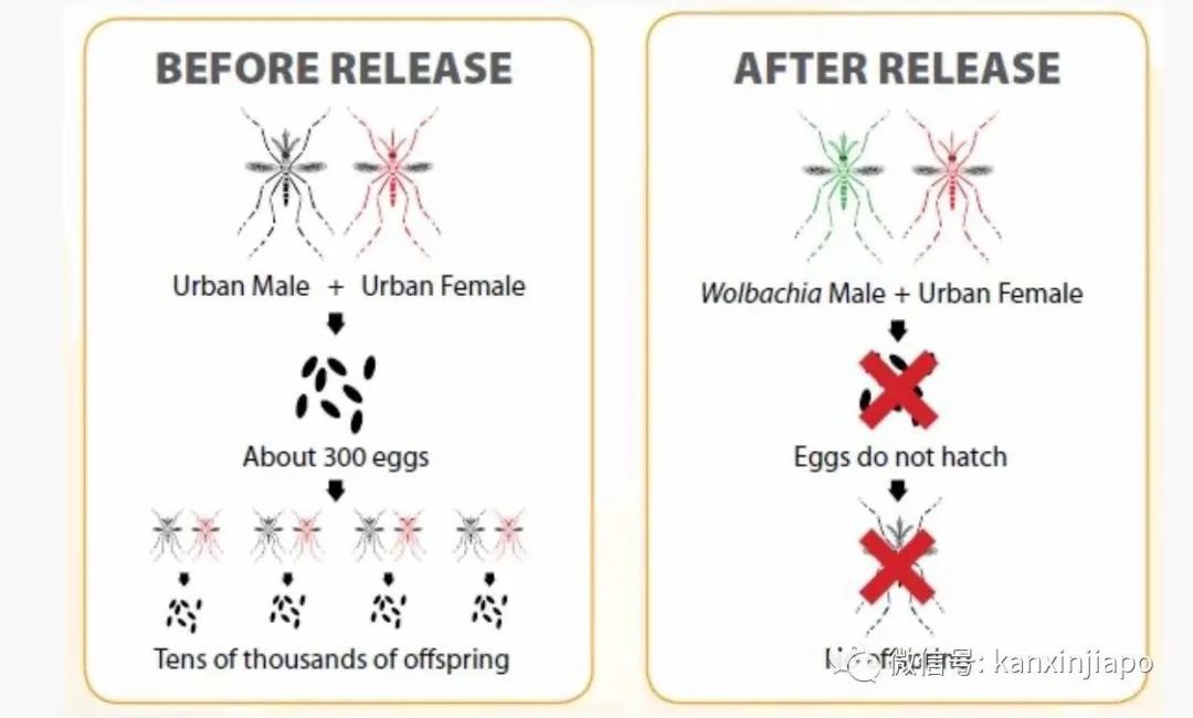今增XXX 累计YYY | 祸不单行！新加坡爆发史上最严重骨痛热症，死亡人数攀至16人