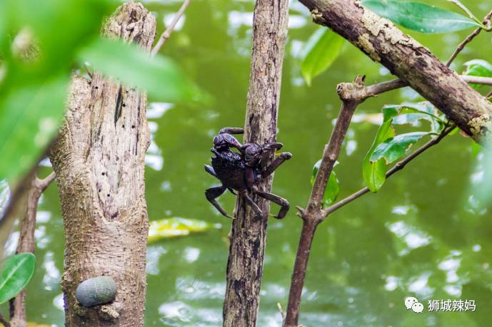 500种热带动植物免费看!超大蜥蜴、候鸟、鳄鱼,新加坡这地儿你肯定没来过