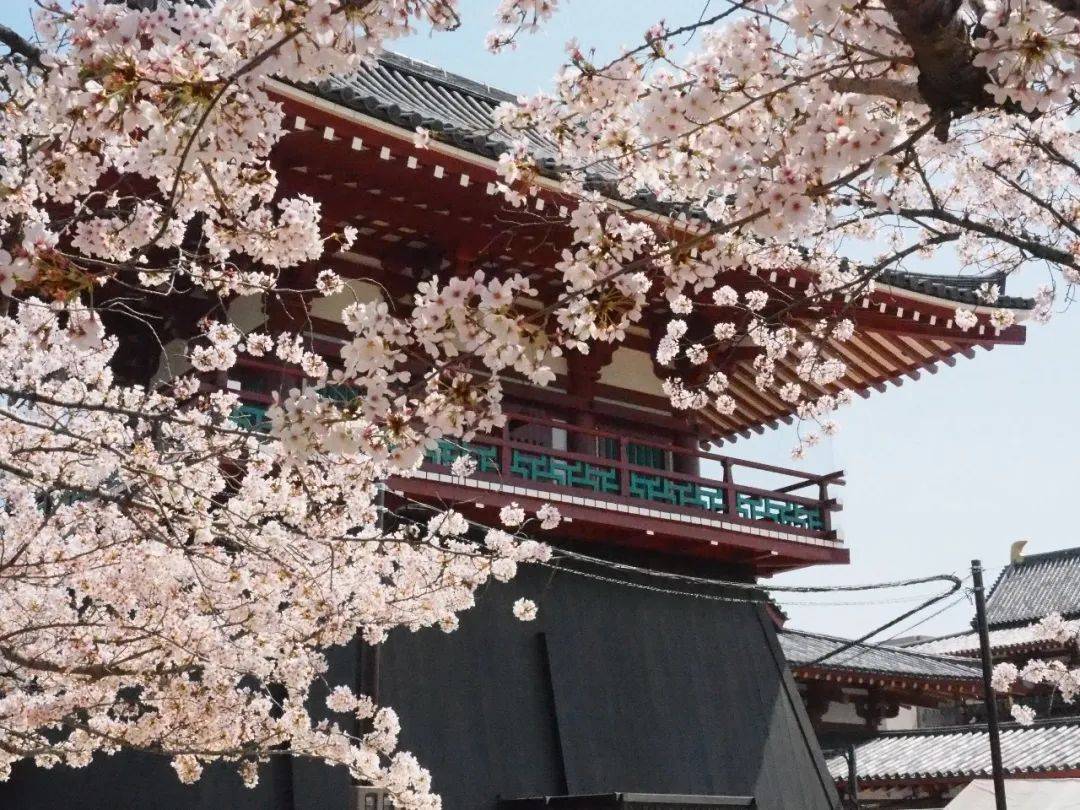 櫻花季去不了日本?那就在濱海灣和Hello Kitty共賞櫻