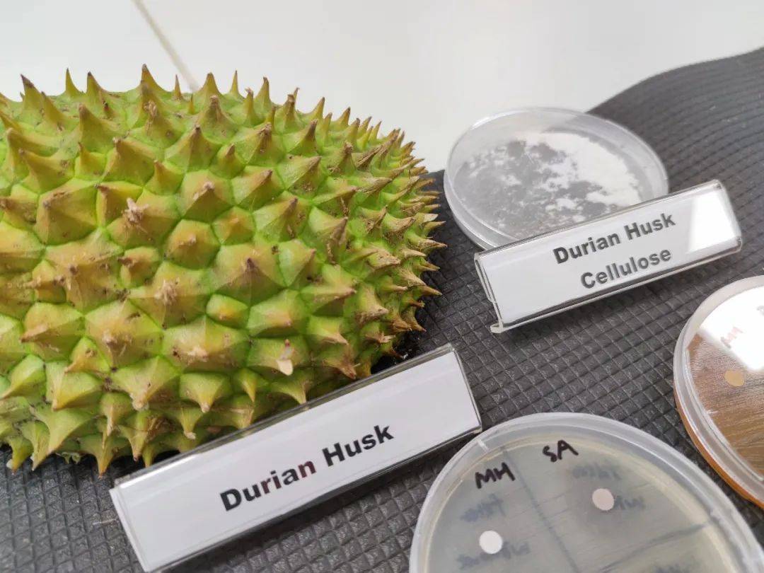 变废为宝有妙招,南洋理工大学团队发明榴梿壳创口贴