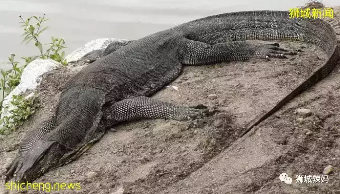 下水抓蛙、摘菜摸鱼、开土摩托……我带娃体验了一把新加坡的农家乐