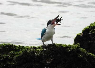 百年一见,新加坡又现稀有蛇种
