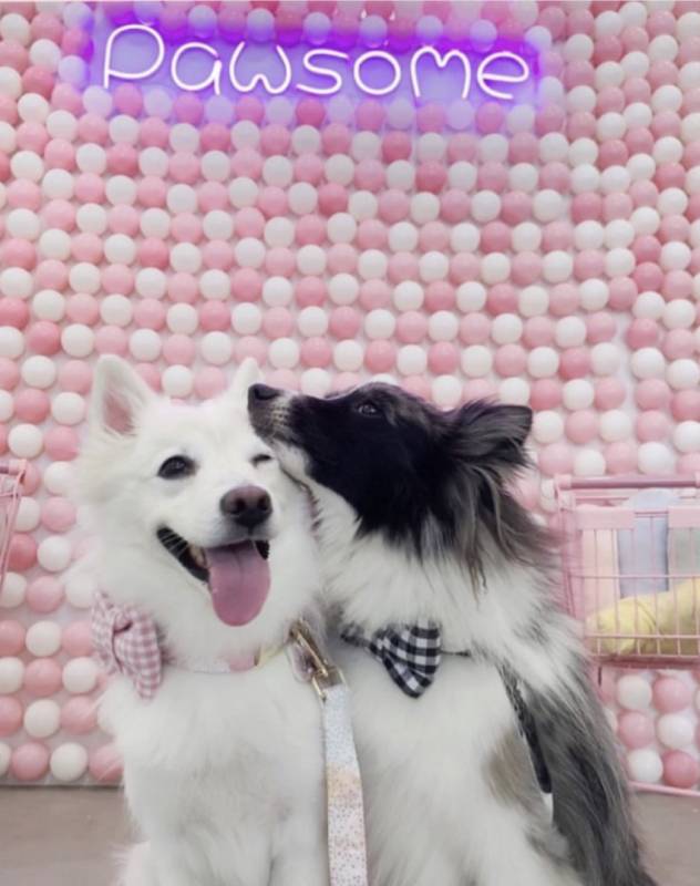 新加坡狗咖合集，快來被治愈吧