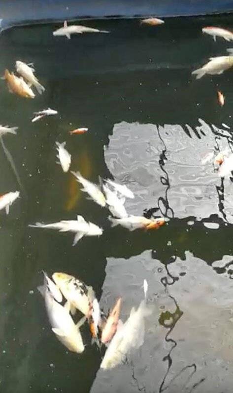 朽木滋生细菌 死逾100锦鲤 鱼场主：被碎木商搞到破产 