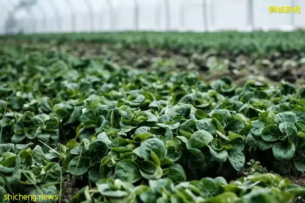 新加坡部分进口蔬菜价格飙涨,马来西亚番茄价格狂涨50%