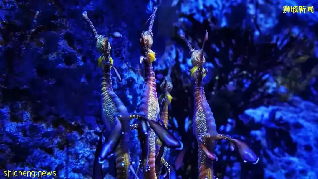 又是想去新加坡旅游的第N+1天！先收藏这份‘新加坡旅行攻略’来解馋吧