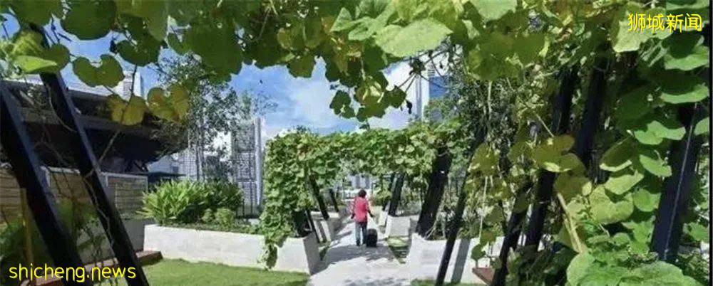 国庆滨海湾烟花回归,10个最佳观赏地!今天蹲彩排走起