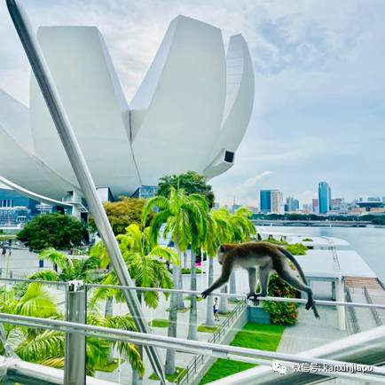 “俺老孙”闲逛滨海湾，忧郁坐在河畔，想念自己的花果山