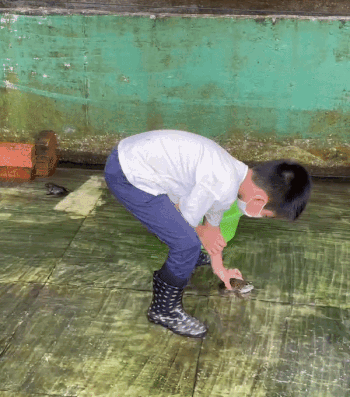 下水抓蛙、摘菜摸鱼、开土摩托……我带娃体验了一把新加坡的农家乐