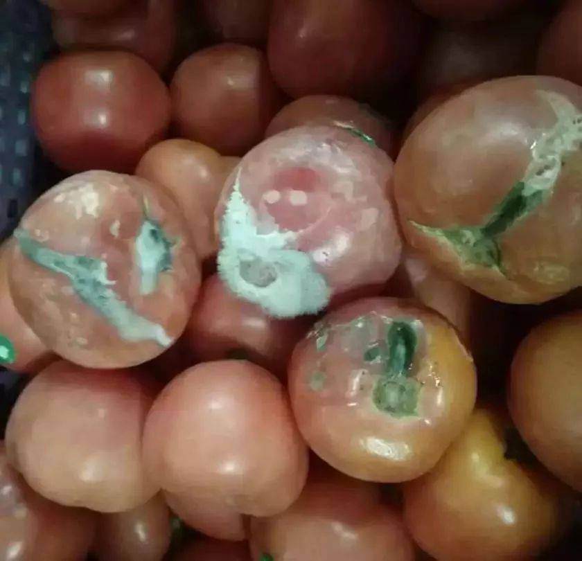 沒想到吧，新加坡的國際學校竟然比中國的還便宜