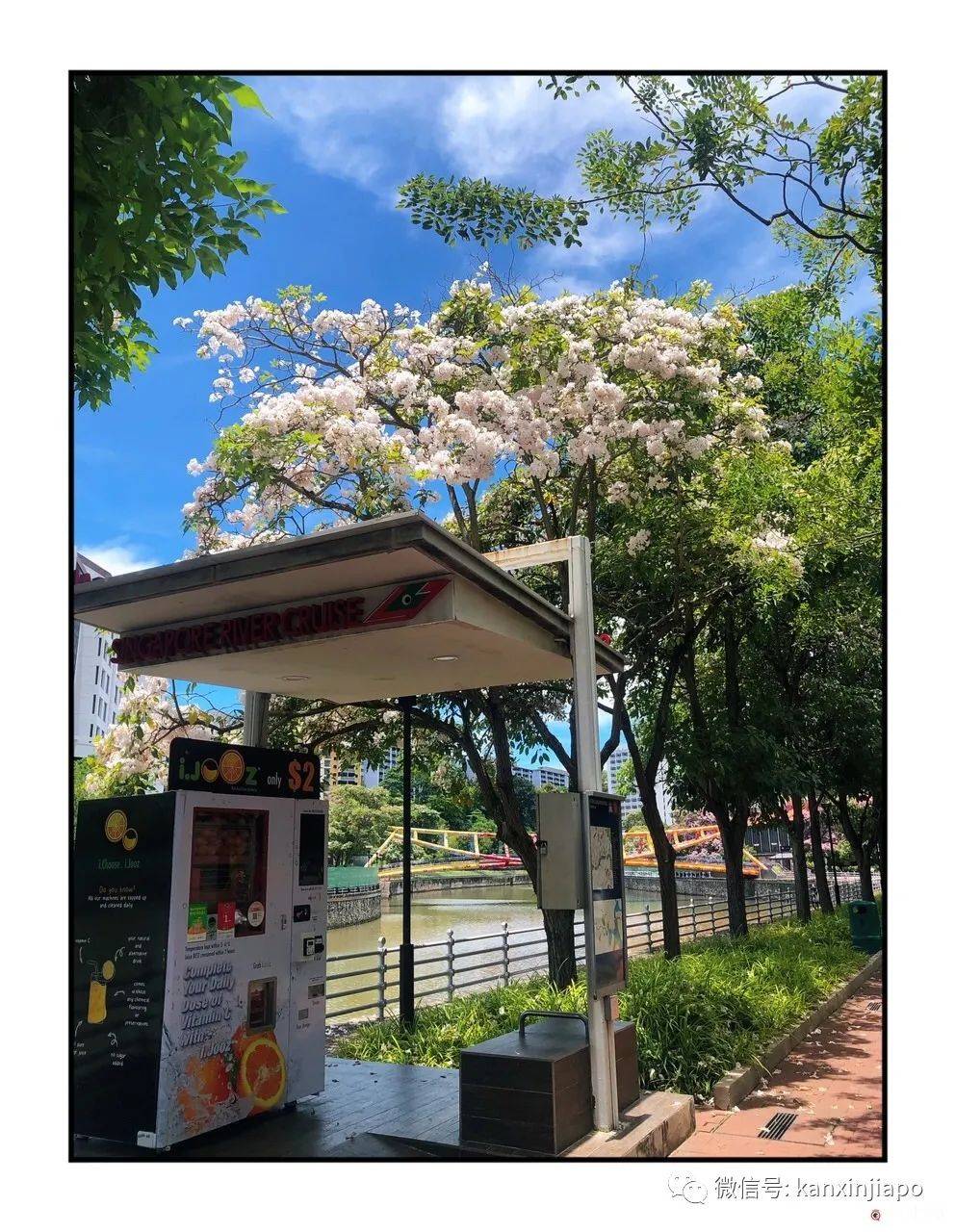 新加坡花季到，“樱花”颜值仙气爆表