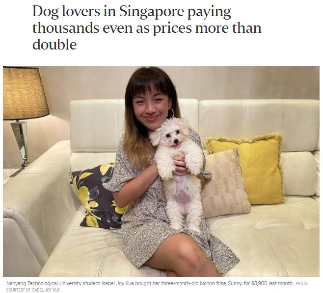 一狗难求！泰迪被炒到$11800新币！新加坡这里可以超便宜领养